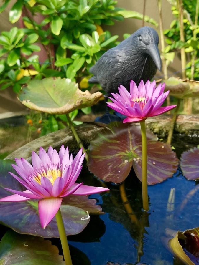 Thoduwawa